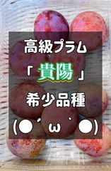 本州クール便送料込み3キロ【信州中野産 プラム（静香・大石早生他