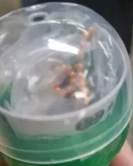 カモノハシ キーホルダー ガチャのサムネイル