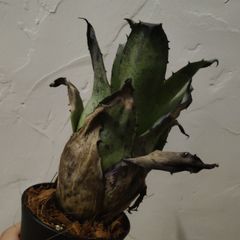 ホヘンベルギア サンドラズマウンテン ブロメリア 鋸歯 抜き苗 - メルカリ