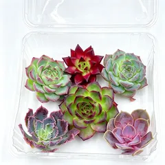 新入荷 多肉植物 大苗 6株セット カット苗 5～7cm 第四種郵便　観葉植物 室内栽培 初心者向け ANA002のサムネイル