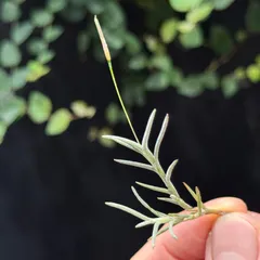 2026年最新】tillandsia capillarisの人気アイテム - メルカリ