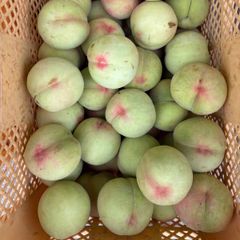 函館近郊産 青梅 2Lサイズ 24kg カイチさん専用 - メルカリ