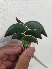 サンセベリア★ロリダのサムネイル
