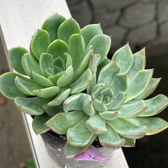 大きくなった名無しさん✨多肉 エケベリア 抜き苗 寄せ植え 大きくなった名無しさん✨多肉 エケベリア 抜き苗 寄せ植え - メルカリ