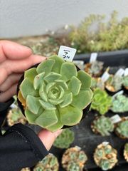 エケベリア12株セット スジョン錦斑入り多肉植物 抜き苗発送 - メルカリ