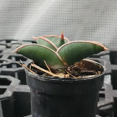 a32  サンスベリア ロリダ サンセベリア Sansevieria roridaのサムネイル