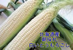 朝採れ・産地直送】忍野村産 富士山の麓で育った甘いとうもろこし 10本