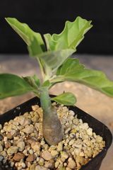 パキポディウム・ウィンゾリー 国内実生 C 鉢ごと発送 - メルカリ