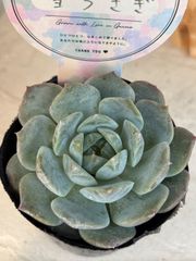 セプテンバーモン×チワワエンシスイエコラ 札付き コキリノ | Mercari
