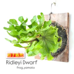 胞子 販売 【ridleyi dwarf リドレイ ドワーフ】 胞子培養 ビカクシダ スポア spore 1パック 【ジフィー2回分ほど】約0.1ml 入りのサムネイル