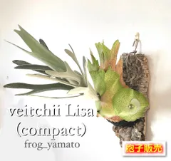 2026年最新】veitchii lisaの人気アイテム - メルカリ