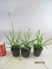 山野草　サギソウ　1ポット3球植込品×3点組　7月下旬現在花期　宅配便発送(送料込)のサムネイル