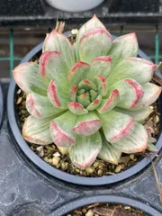 新入荷　18株の抜き苗セット　ワインレッド糸錦　多肉植物　佐川急便発送　エケベリア　セダム　韓国苗　Z6605のサムネイル