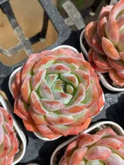 新入荷　24株の抜き苗セット　ヴィオラ　多肉植物　佐川急便発送　エケベリア　セダム　韓国苗　Z6627のサムネイル