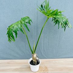 現品］B ロシアンオリーブ 8号 庭 玄関 屋外 ヤナギバグミ 育てやすい
