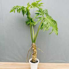 現品］B ロシアンオリーブ 8号 庭 玄関 屋外 ヤナギバグミ 育てやすい
