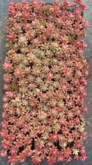 新入荷　虹の玉　鮮やかな72苗セット　土と根付き　多肉植物　エケベリア　セダム　韓国苗　詰め合わせ　寄せ植え　X779のサムネイル