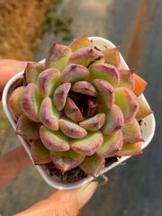 新入荷 24株の抜き苗セット シュテイ 多肉植物 佐川急便発送