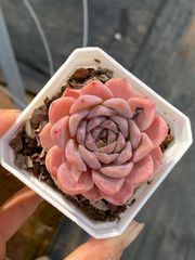 新入荷 20株の抜き苗セット クリームイエローピーチニシキ 多肉植物