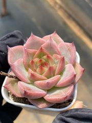 新入荷 24の抜き苗セット フロスティング 多肉植物 佐川急便発送