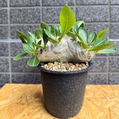 ダブルヘッド】パキポディウム ブレビカウレ 恵比寿笑い ☆鉢付き