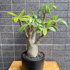 キフォステンマ　モンタグナッキー現地球　発根済 キフォステンマ モンタグナッキー 現地球 発根済 - メルカリ