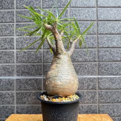 パキポディウム グラキリス 塊根植物 コーデックス現地球 - メルカリ