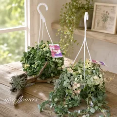☘観葉植物☘ディスキディア ヌンムラリア バリエガータ 斑入り♦️メルカリ便♦️㉖㉛ 斑入り♡ディスキディア♡ヌンムラリア♡バリエガータ♡吊り鉢