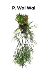 P. coronarium ‘Wai Wai’ ビカクシダのサムネイル