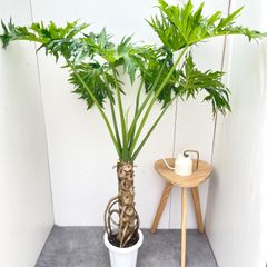 トゲなしセローム 160センチ 現品 | Mercari