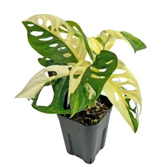 現品出荷 モンステラ アダンソニー バリエガータ 3.5号 マドカズラ 斑入り Monstera adansonii Variegata 観葉植物 希少 レア 観葉植物のサムネイル