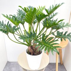 フィロデンドロン ジャイアントザナドゥ 幹上がり 1【現品】観葉植物