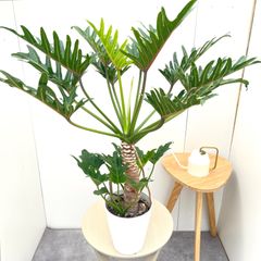 サイカス クリビコーラ ルテア 1【現品】☆希少☆ 観葉植物 ソテツ 5号
