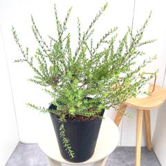 サイカス クリビコーラ ルテア 1【現品】☆希少☆ 観葉植物 ソテツ 5号
