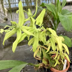山野草・着生蘭(オガサワラシコウラン・余剰ラスト・国の販売許可不要