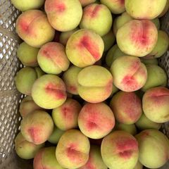 福島県産 若桃 青子 大玉のみ　10キロ 常温発送 福島県産 若桃 青子 大玉のみ 10キロ 常温発送 【公式WEBショップ】