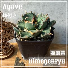 アガベ 姫厳竜 子株付き 鉢付き - メルカリ