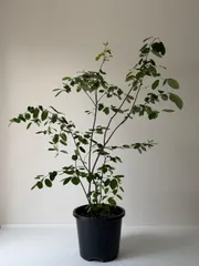 【植木職人が剪定】ジュンベリー　樹高1.5mのサムネイル