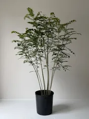 【植木職人が剪定】シマトネリコ　樹高　1.7mのサムネイル