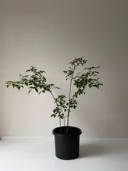 【植木職人が剪定】アオダモ　樹高1.1mのサムネイル