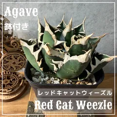 アガベ レッドキャットウィーズル ゴリ猫 赤猫のサムネイル