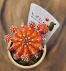 緋牡丹 オレンジ接木サボテン 1株 抜き苗のサムネイル
