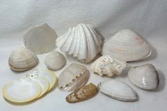 シャンク貝 天然貝殻の標本 白巻貝 5個セット スピリチュアル 幸運