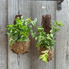 ホヤ2種セット バークチップ付け (ホヤ クミンギアナ・ホヤ ベラ)  現品 サクララン 桜蘭 Hoya cumingiana 観葉植物 観葉 植物 珍奇植物 珍奇 珍しい レア 希少 斑入り バリエガタ つる性植物 つる性 ハンギング 吊るす 吊り下げのサムネイル