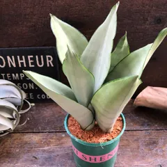 ポットごと　シルバーキング 超希少 サンスベリア 観葉植物のサムネイル