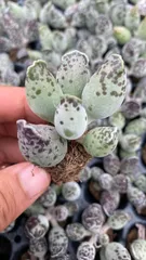 新入荷　アドロミスクス・クーペリー　鮮やかな105苗セット　土と根付き　多肉植物　エケベリア　セダム　韓国苗　詰め合わせ　寄せ植え　X948のサムネイル