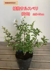 夏の訪れを告げてくれる！！ 矮性サルスベリ(白色)のサムネイル