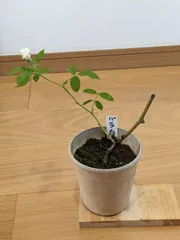 薔薇&苗のサムネイル