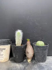 G062 「イベント品」3株セット　P.グラキリスなど　塊根+多肉植物セット【内容は写真を要確認・発根未確認・塊根植物・多肉植物・サボテン】のサムネイル