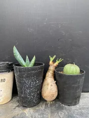 G063 「イベント品」3株セット　P.グラキリスなど　塊根+多肉植物セット【内容は写真を要確認・発根未確認・塊根植物・多肉植物・サボテン】のサムネイル